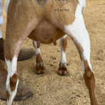 URBAN ACRES SG POLY-GON 1Y 5.2026 REAR