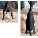 HAYMAKER FARM AG BLACK GOLD rear/aerial