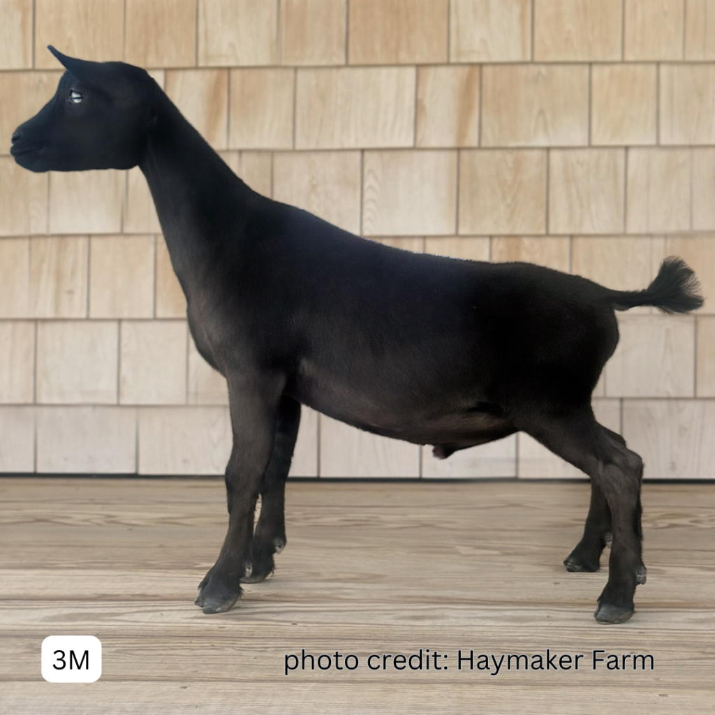 HAYMAKER FARM AG BLACK GOLD 3M