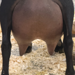 ICE ACRES ARC DREAMIES 2Y_2F 6.2026 rear udder