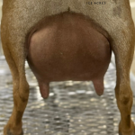 ICE ACRES ARC MOUNT RAINIER 1Y_FF 6.2026 rear udder