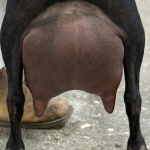 ICE ACRES ARC TWILIGHT GREY 2Y_2F 6.2026 REAR UDDER