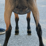 ICE ACRES BB LILOU MONET 7M 7.2026 REAR