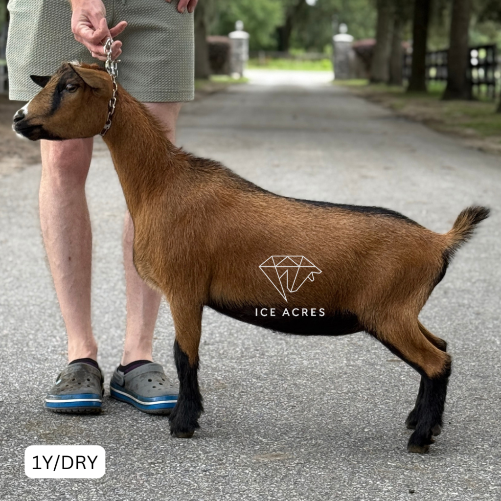 ICE ACRES BB U OWN EVERYTHING 1Y_DRY 7.2026