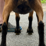 ICE ACRES BB U OWN EVERYTHING 1Y_DRY 7.2026 REAR