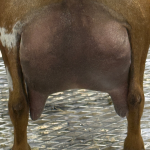 ICE ACRES BB ZEMIRA 1Y_FF 6.2026 REAR UDDER