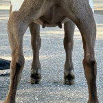 ICE ACRES IR YOU DOUGH, GIRL 5M 7.2026 REAR