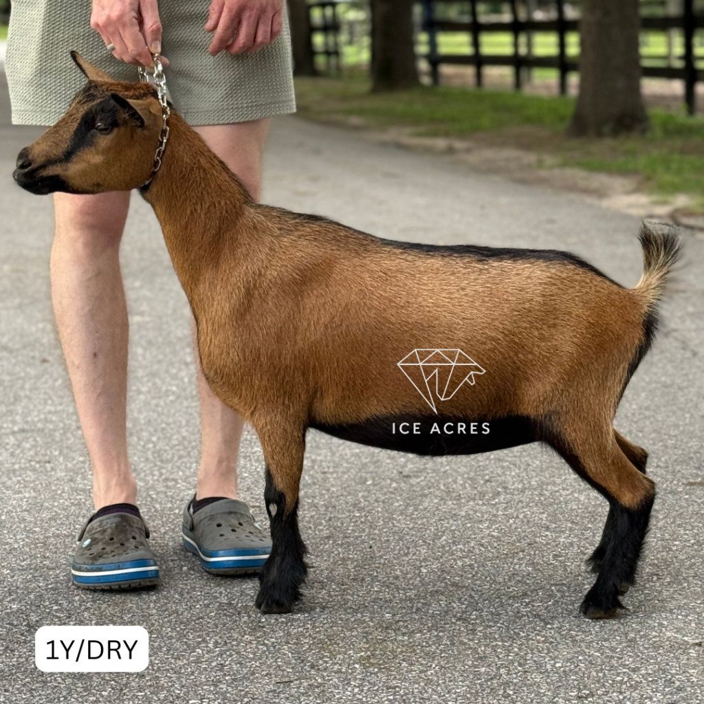 ICE ACRES MF TALKS TO BOYS 1Y_DRY 7.2026