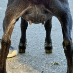 ICE ACRES V VICTORIAN REVERIE 5M 7.2026 REAR