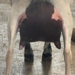 INDIAN CRACKER AMARYLLIS 3Y_2F 6.2026 REAR UDDER