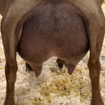 OLD HIDDEN CREEK SG CREPESUZYQ 5Y_3F 6.2026 REAR UDDER