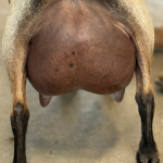 URBAN ACRES OA-M LAURETTE 3Y_2F 6.2026 REAR UDDER