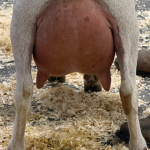 URBAN ACRES THB MERIDA 1Y_FF 6.2026 REAR UDDER
