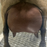 WINNING STREAK CM DARLIN' DOLL 6Y_6F 6.2026 REAR UDDER