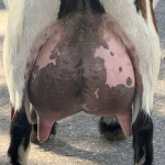 ICE ACRES BB DIVINE ROOTS 1Y_FF 10.2026 REAR UDDER