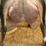 ICE ACRES JL SOLARA 1Y_FF 10.2026 REAR UDDER