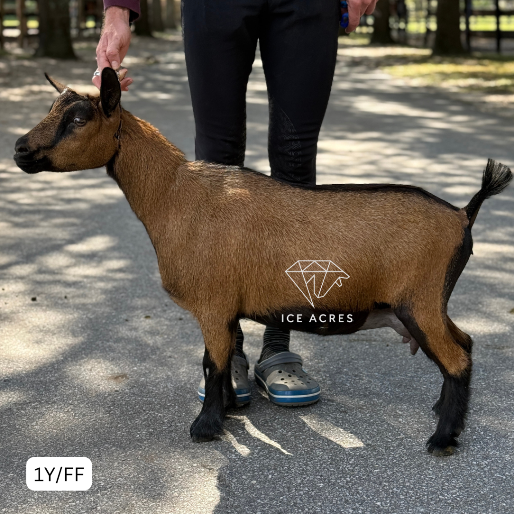 ICE ACRES MF TALKS TO BOYS 1Y_FF 10.2026