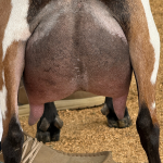 ICE ACRES MM LOVE ME NOW 1Y_FF 10.2026 REAR UDDER