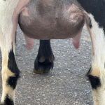 ICE ACRES PA MAJA BLANCA 1Y_FF 10.2026 REAR UDDER